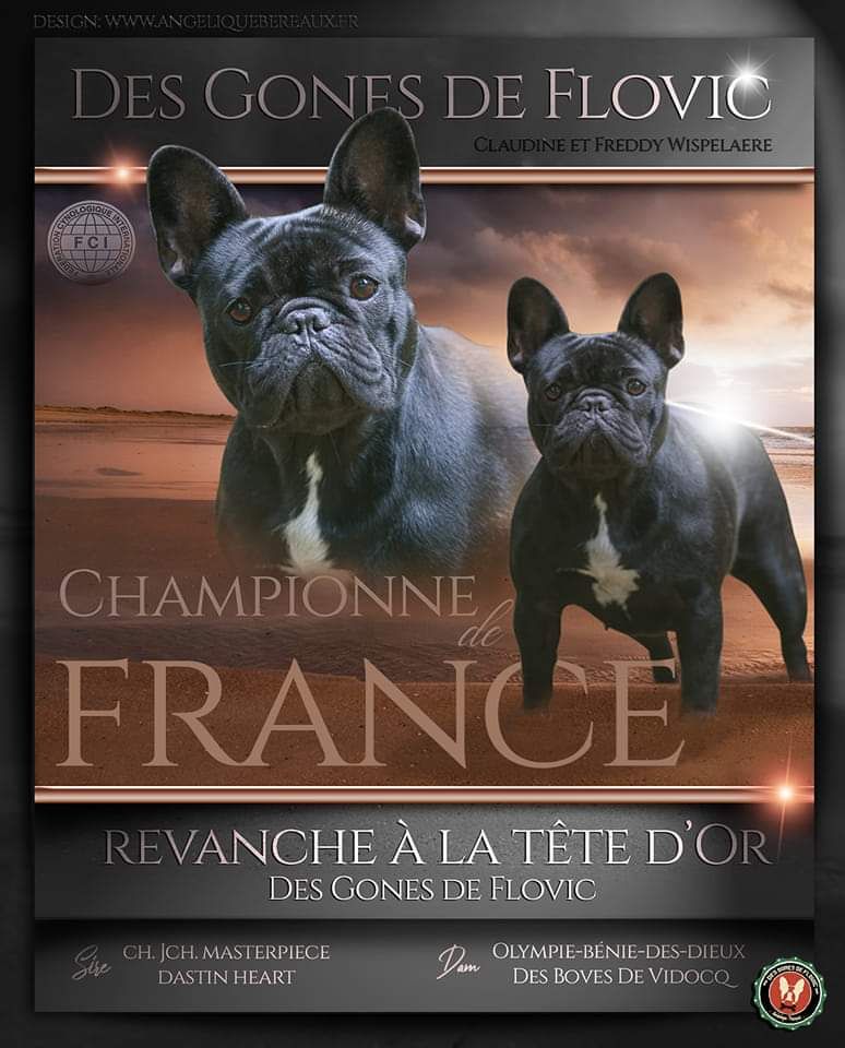 CH. Revanche a la tete d'or Des Gones De Flovic