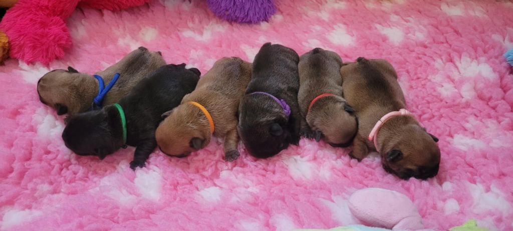 Chiot Bouledogue français Des Gones De Flovic