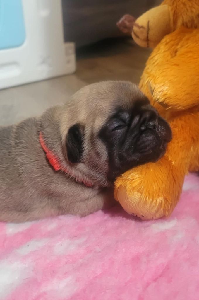 Des Gones De Flovic - Chiots disponibles - Bouledogue français