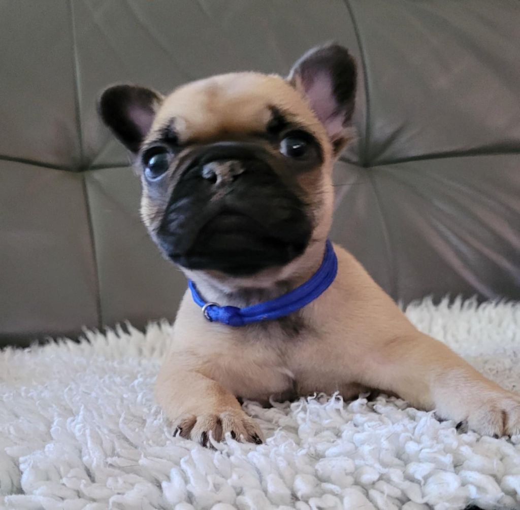 Des Gones De Flovic - Chiots disponibles - Bouledogue français