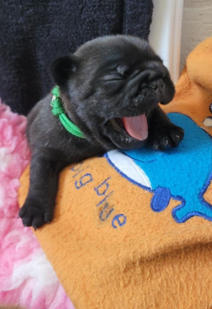 Des Gones De Flovic - Chiots disponibles - Bouledogue français