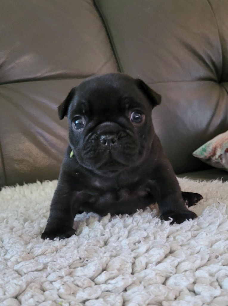 Des Gones De Flovic - Chiots disponibles - Bouledogue français