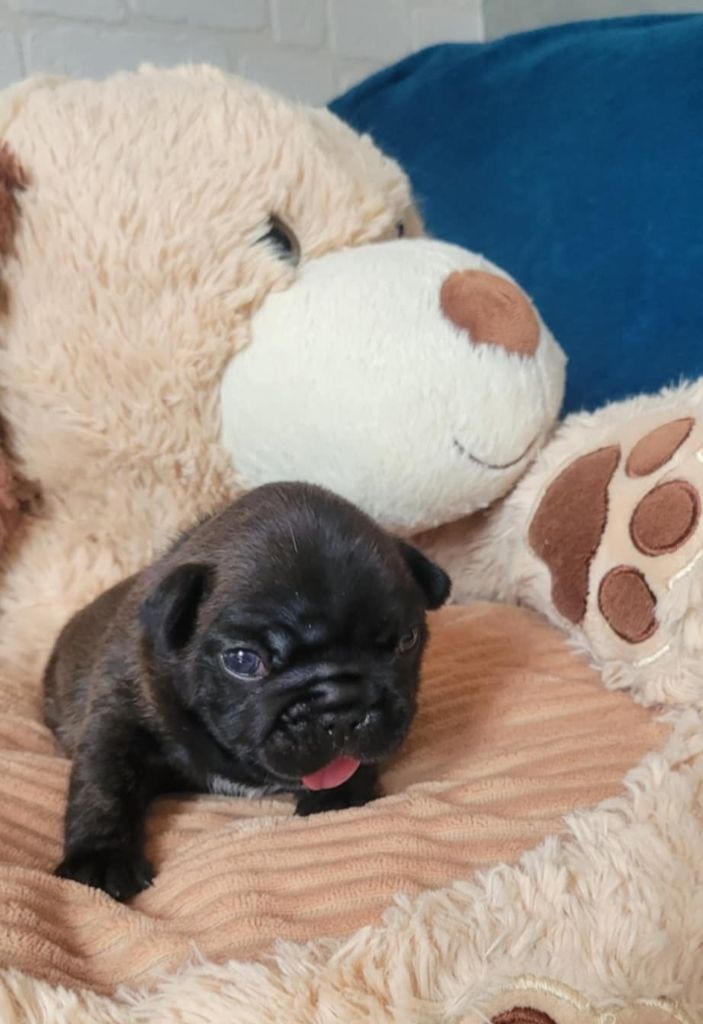 Des Gones De Flovic - Chiots disponibles - Bouledogue français