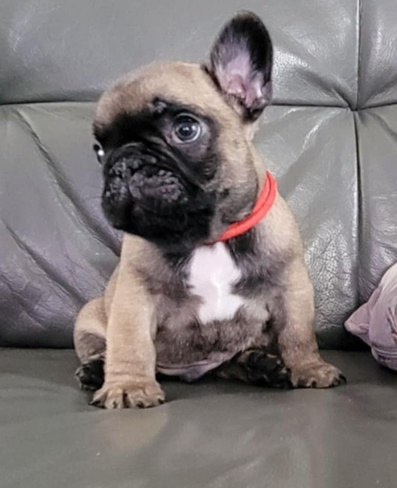 Des Gones De Flovic - Chiots disponibles - Bouledogue français