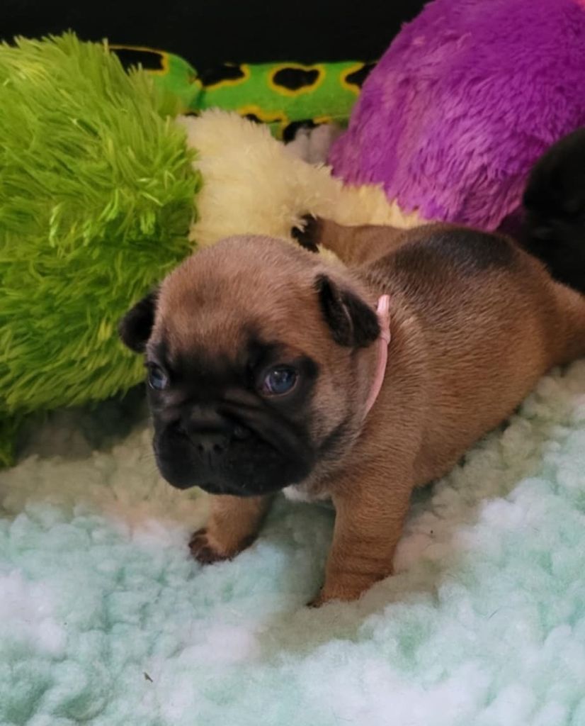 Des Gones De Flovic - Chiots disponibles - Bouledogue français