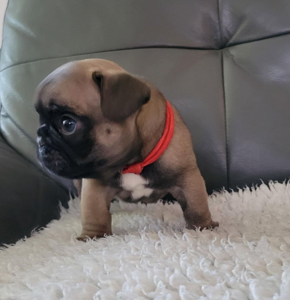 Des Gones De Flovic - Chiots disponibles - Bouledogue français