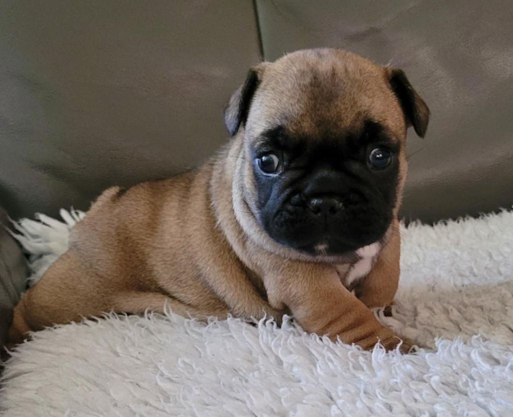 Des Gones De Flovic - Chiots disponibles - Bouledogue français