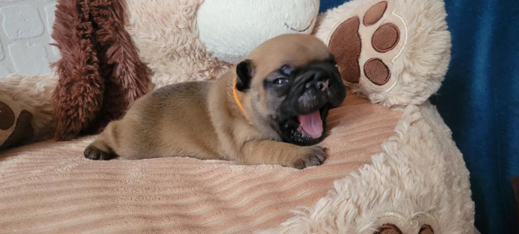 Des Gones De Flovic - Chiots disponibles - Bouledogue français
