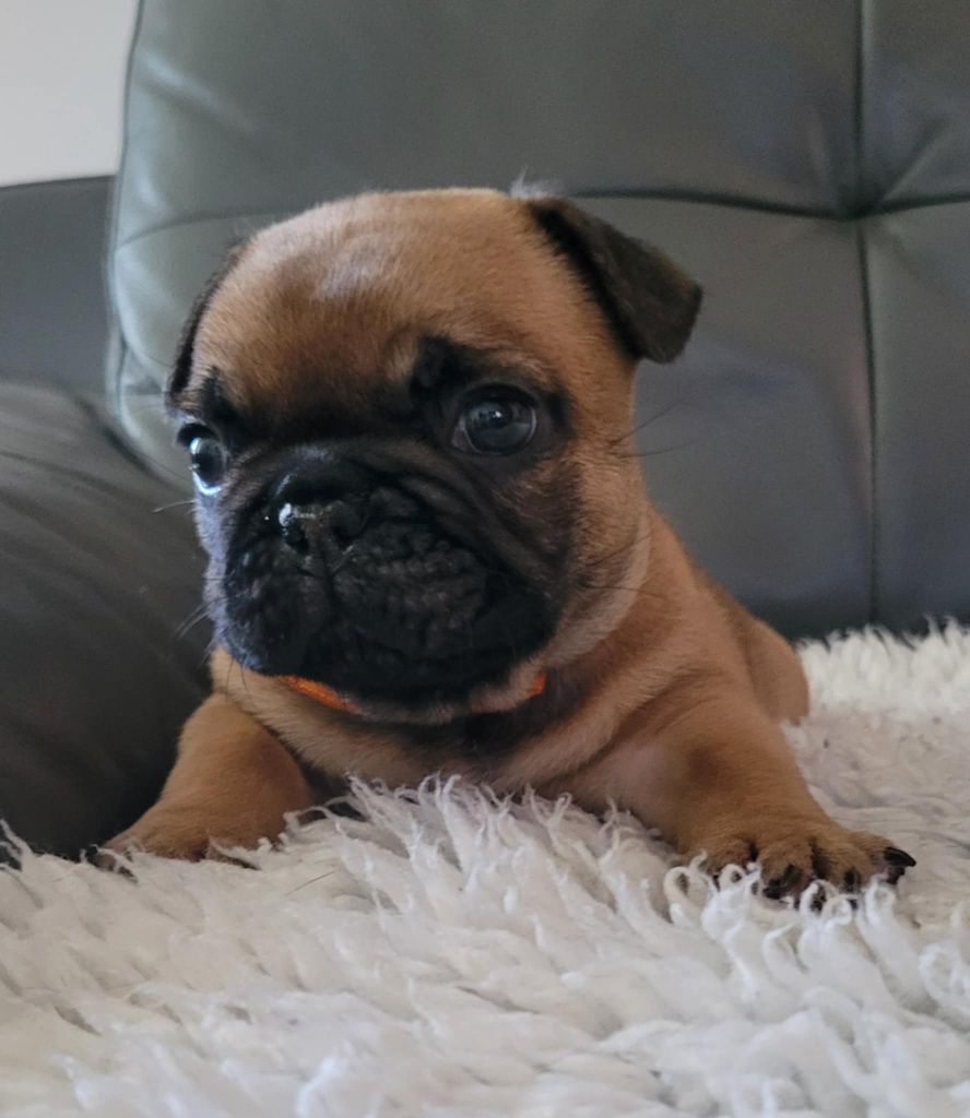 Des Gones De Flovic - Chiots disponibles - Bouledogue français