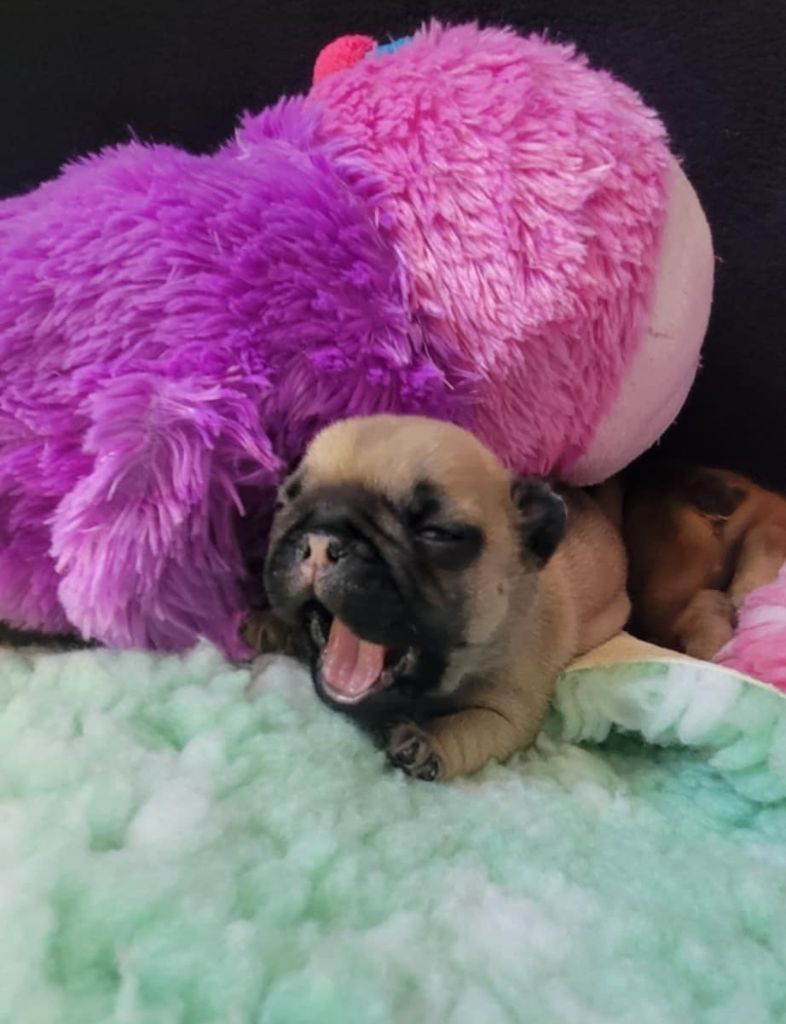 Des Gones De Flovic - Chiots disponibles - Bouledogue français